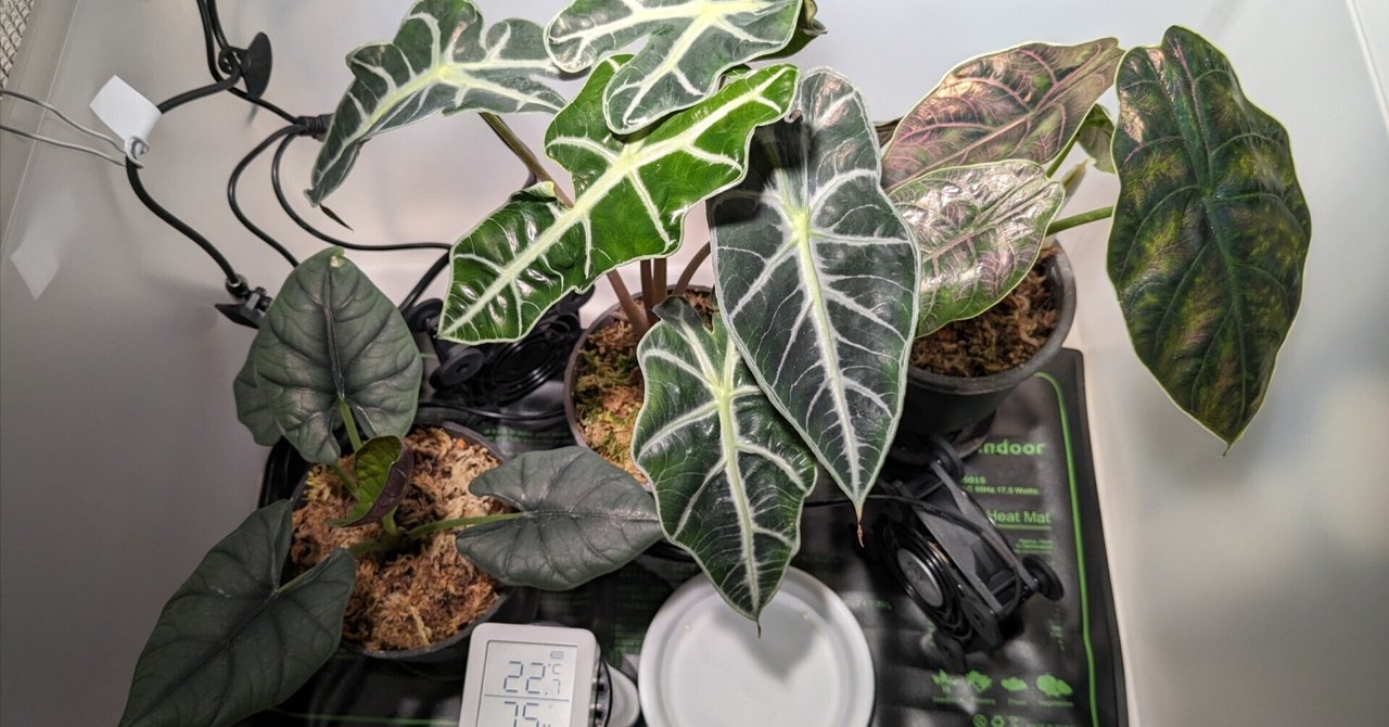 DIY 植物温室 保温効果有り 小さな物置としても使えそうです - 生活雑貨