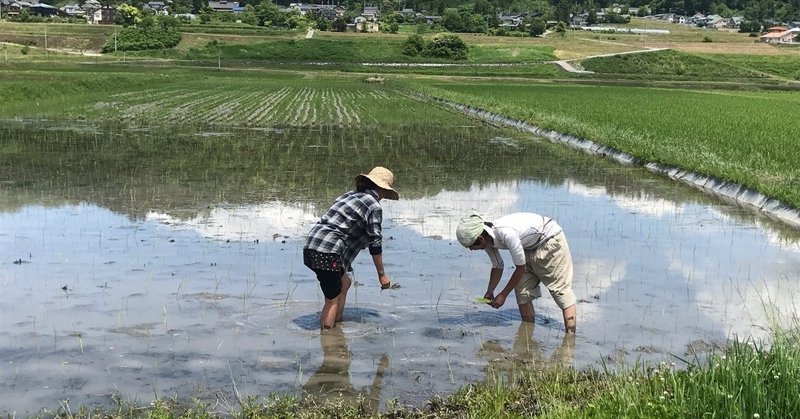 田植え第2弾終了 あとは苗間仕舞い