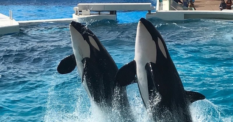 シャチってどんな性格をしているの Atsushi Oshio Note