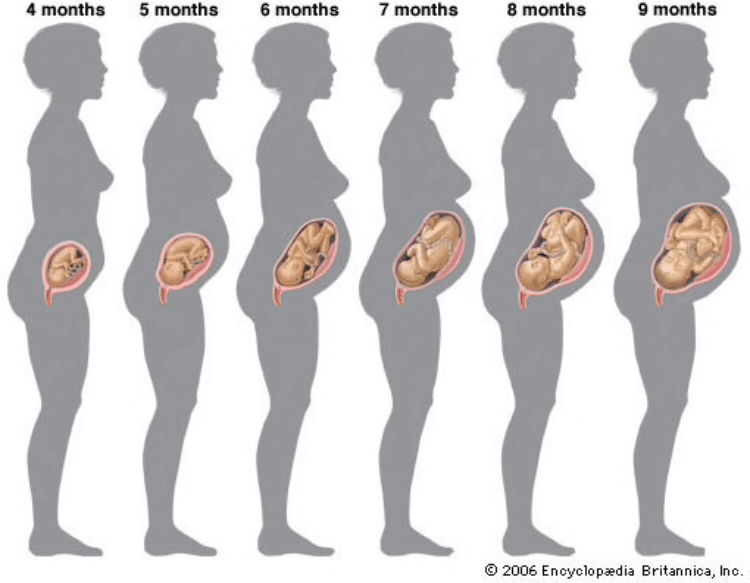 お腹 双子 妊娠 後期 双子 妊娠 後期 お腹 パンパン