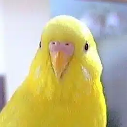 ことえり