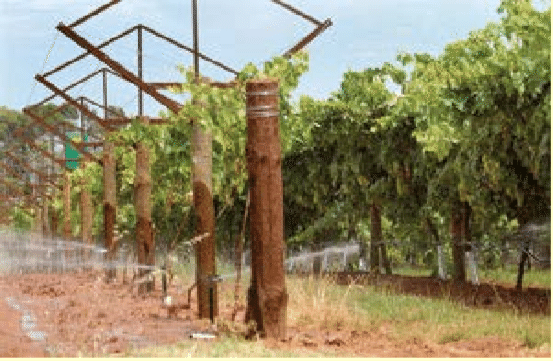 ブドウ栽培での灌漑方法と特色 奥村 嘉之 Winehacker Note