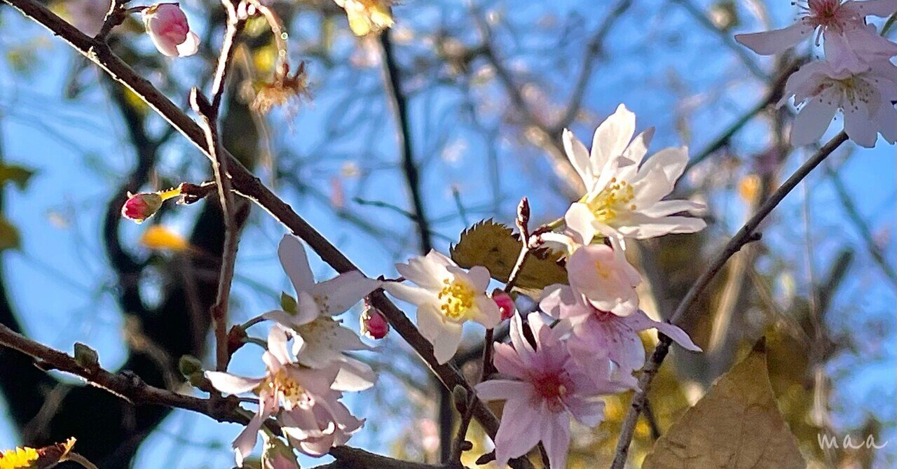 コバザクラ｜maa