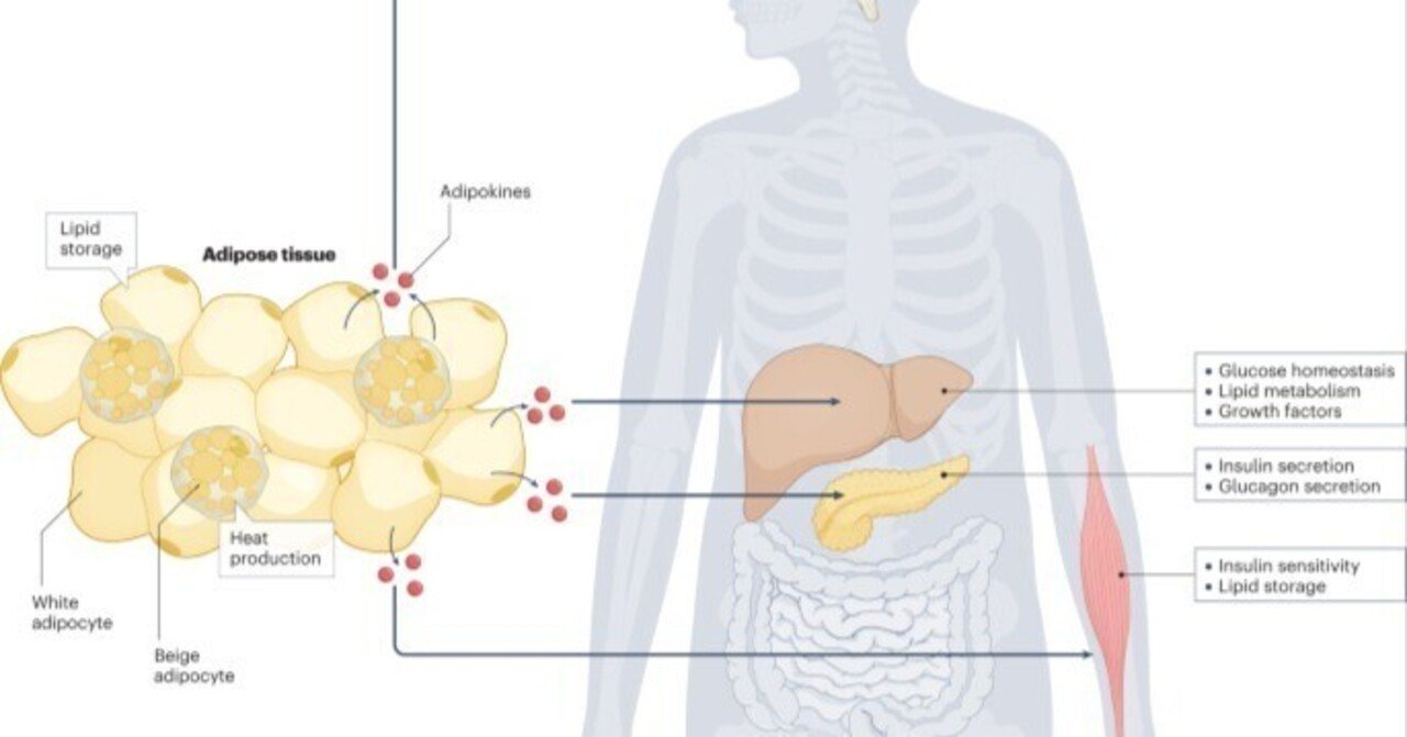 過体重と肥満における腸内細菌叢：脂肪組織とのクロストーク｜哉百名