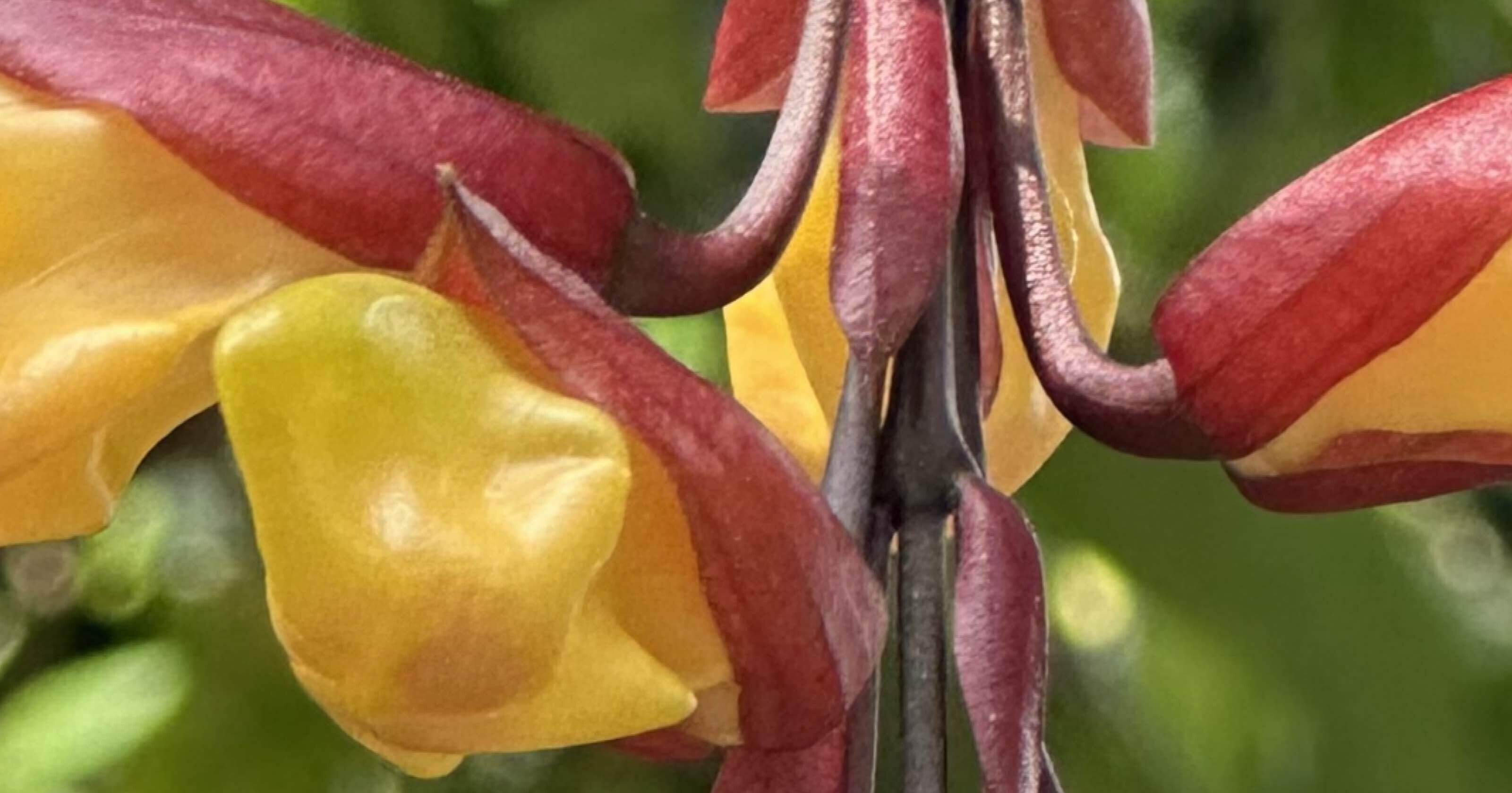 ツンベルギアマイソレンシス レア 希少