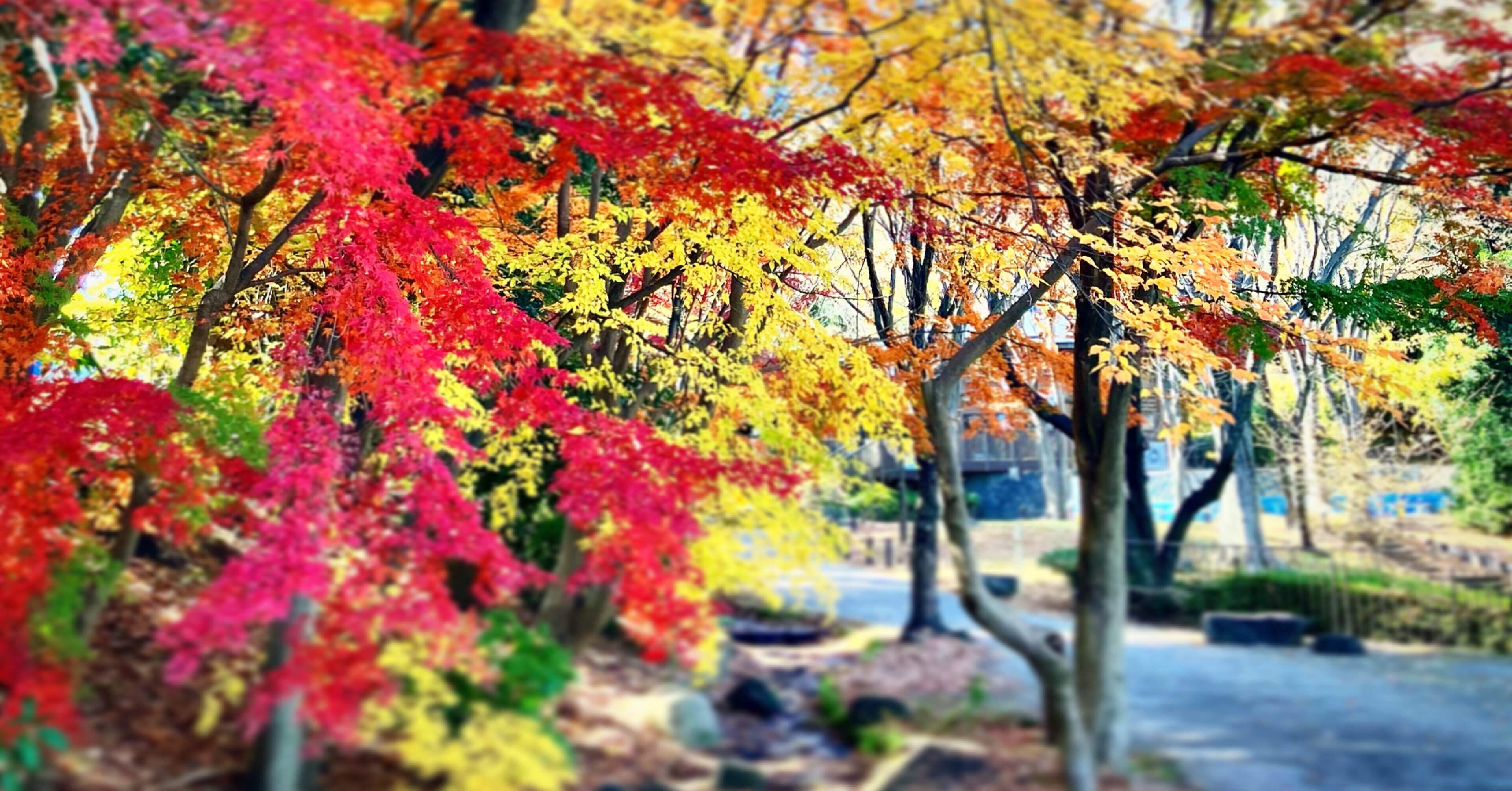 紅葉の都築緑道をジョグ 8km ｜2023年12月｜Benjie｜Running Somewhere