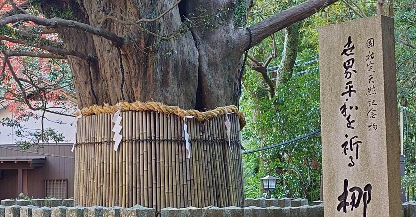 熊野速玉大社の御神木の赤ちゃんを頂きました。｜創業350年の酒蔵の