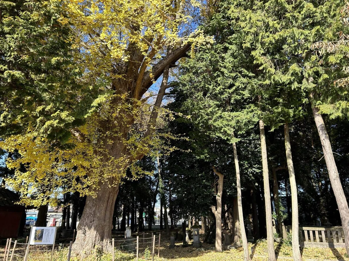 画像