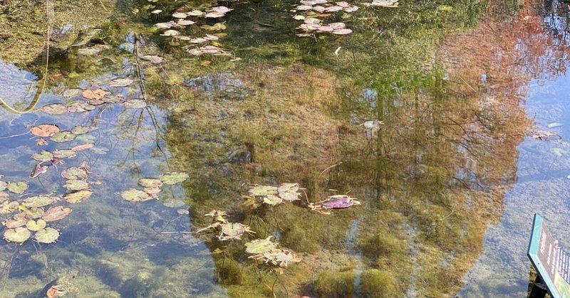 賑やかな湿生植物十二月。