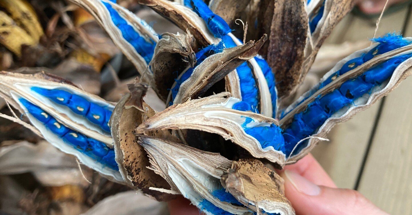 初WWOOF 1か所目】仲田園芸さん 農園での作業【旅人の木】オオギ