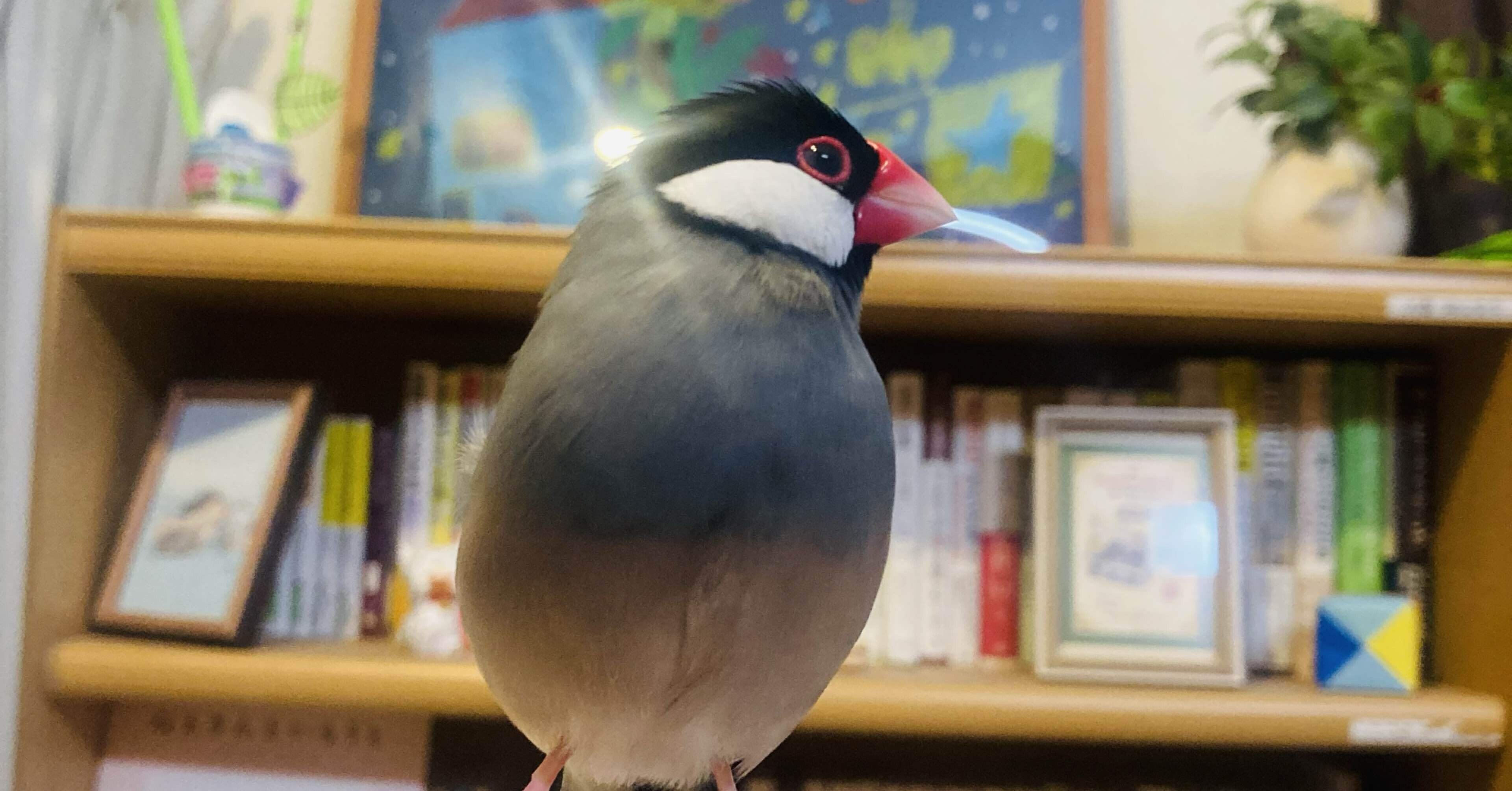 ﾍﾟｯﾄ】桜文鳥の魅力3と生活の変化～ペット初心者にはおすすめ！～#474