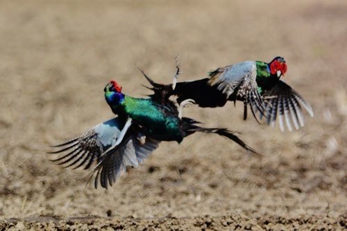 第308回 名古屋のきしめんはキジ(4回目)が語源？｜翆野 大地