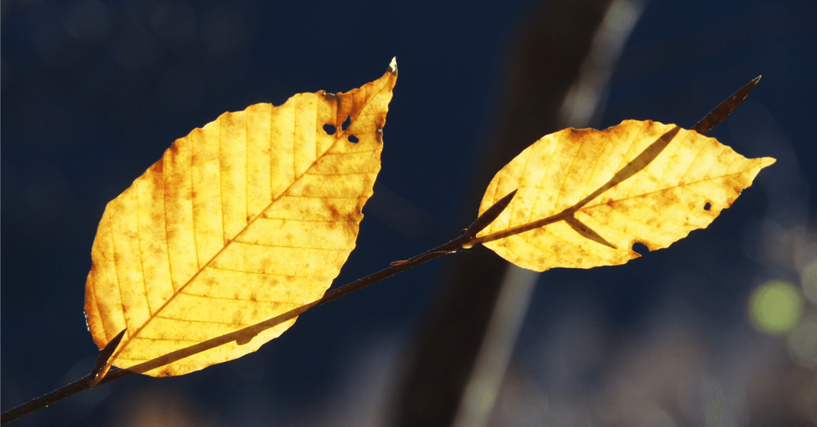 木の葉天目｜茶の湯謎解き～茶の湯辞典～