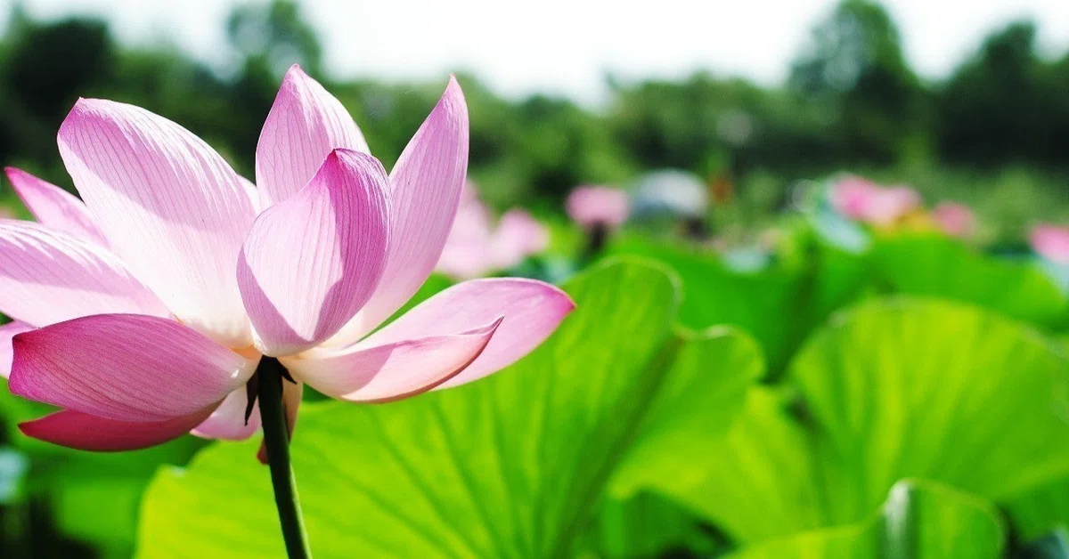 幸せの蓮の花 泥水の蓮華 から学ぶ happy_lotus｜しんかいさん 一生 
