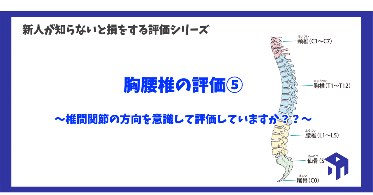 ニホンジカ メス37Kg骨格標本 頭骨・舌骨・腰椎・寛骨 標本