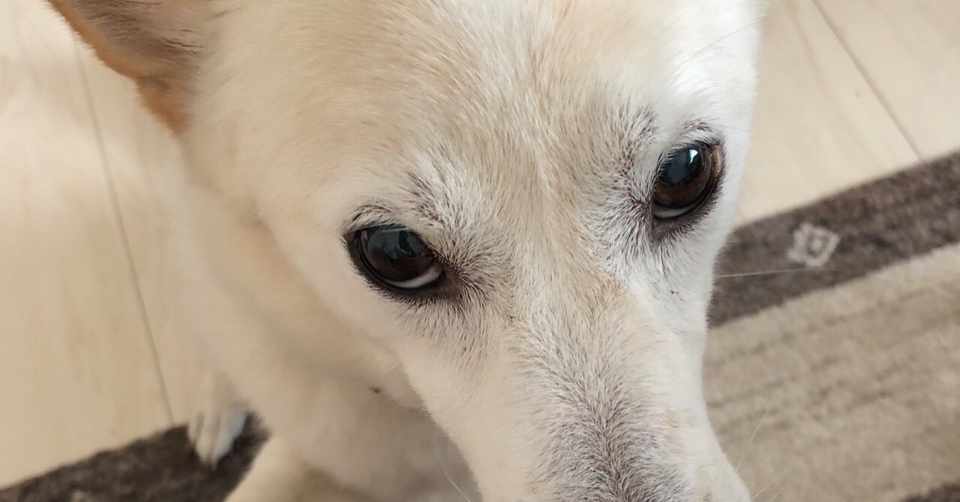 爪の滑り止め 毛玉好きの獣医 Note