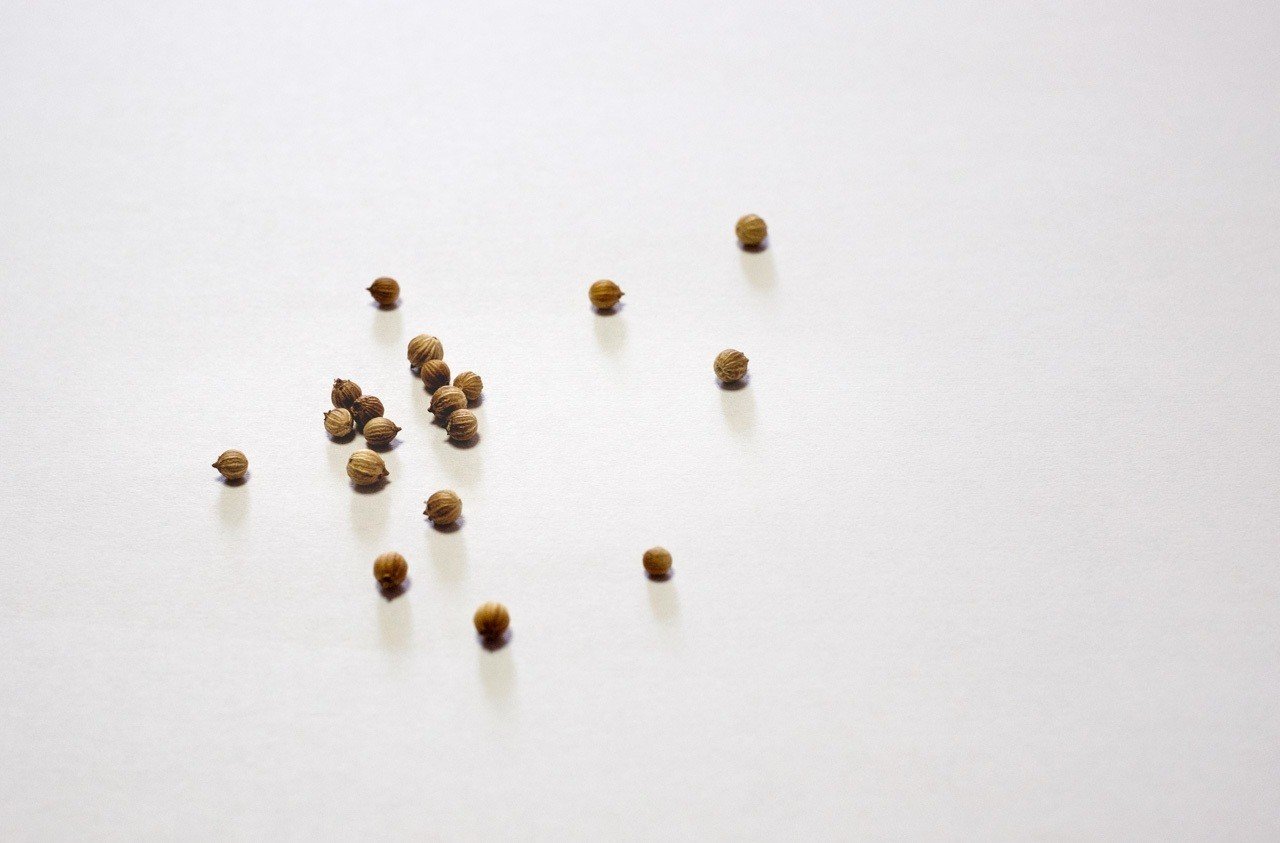 パクチーの種 丸い１粒に２つの種が入ってるんですね なぜだろう 不思議ですね 生き残るための工夫なんだと思います 指でコロコロと回すように転がすとパカッと簡単に割れます ハタモト Note