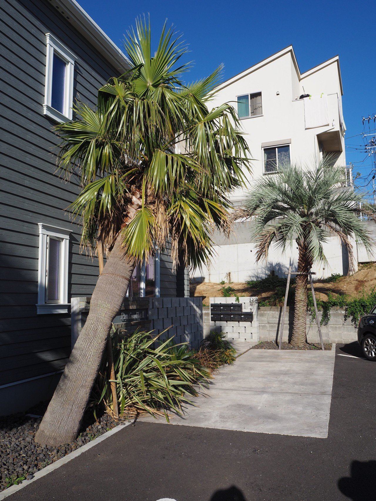 湘南の家に似合う ヤシの木って買って植えて 育てられるの知ってましたか Hirokutsugeru 株式会社文化アディック Note 湘南の家に似合う ヤシの木って買って植えて 育てられるの知ってましたか Hirokutsugeru 株式会社文化アディック Note