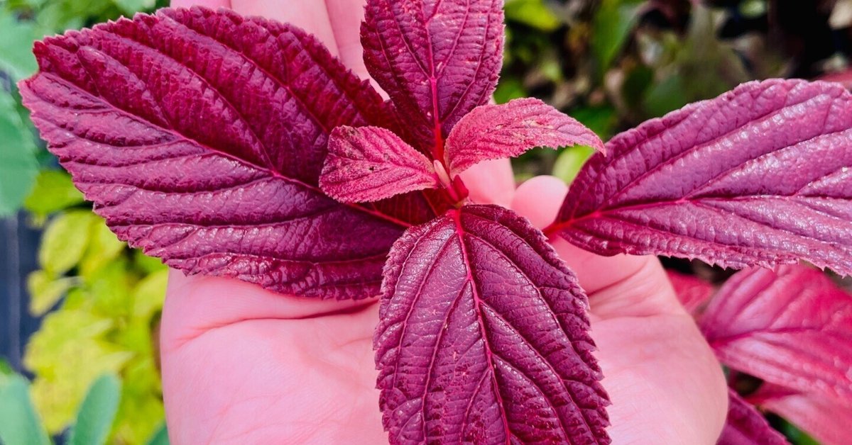 洋書◆世界中の樹木の写真集 本 自然 植物 洋書◇世界中の樹木の写真集 本 自然 植物 洋書◇樹木の