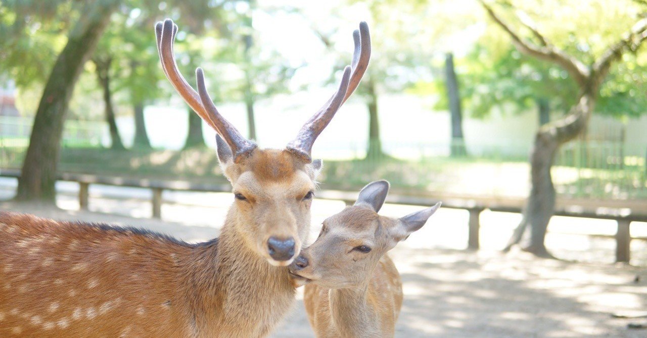 子鹿は可愛い。でも触ったらその子が困ることが起きるんです。｜まいこ