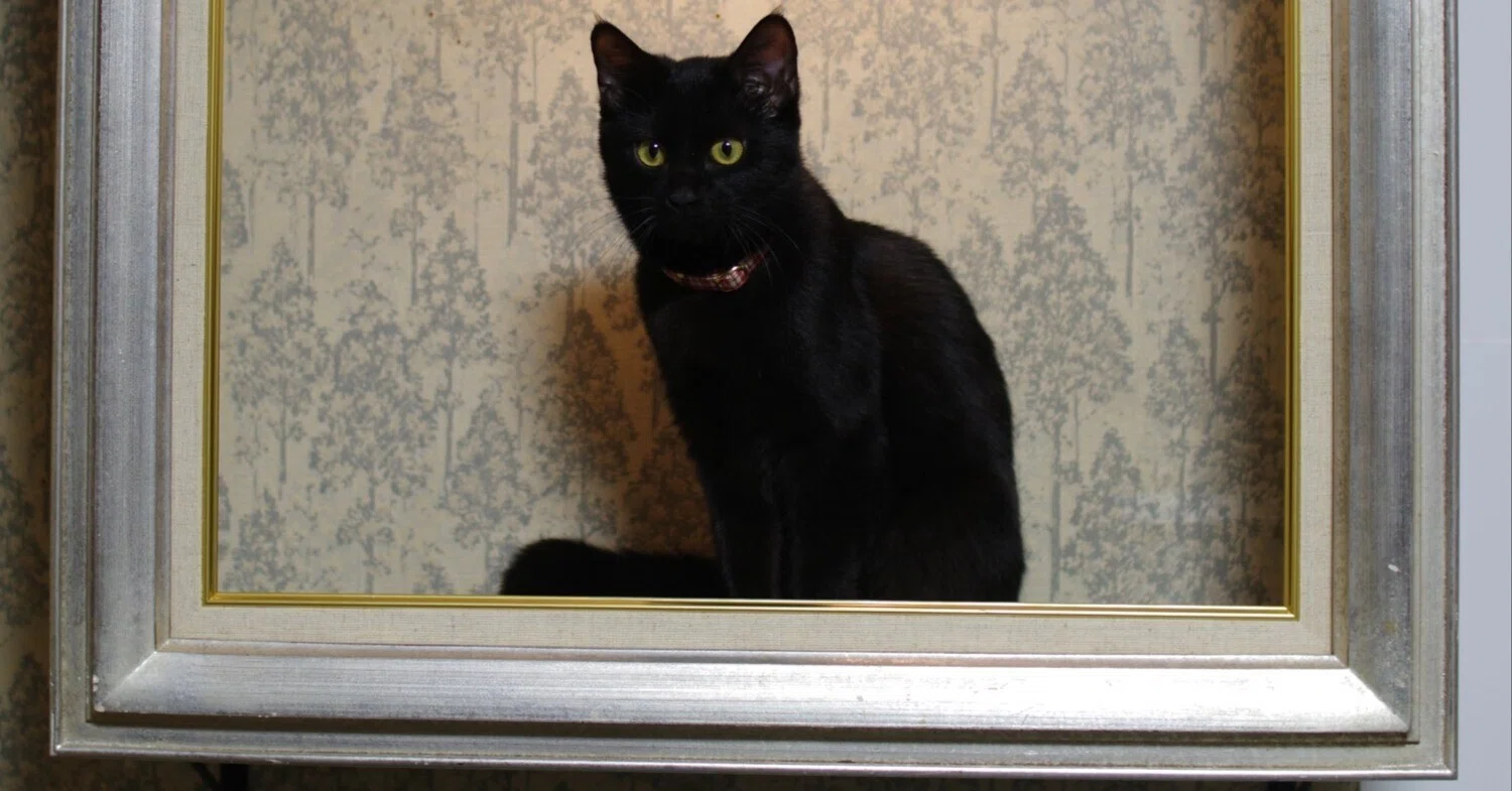 額縁の中に座ってる猫ちゃんが本物の絵画みたい！飼い主さんがDIYで