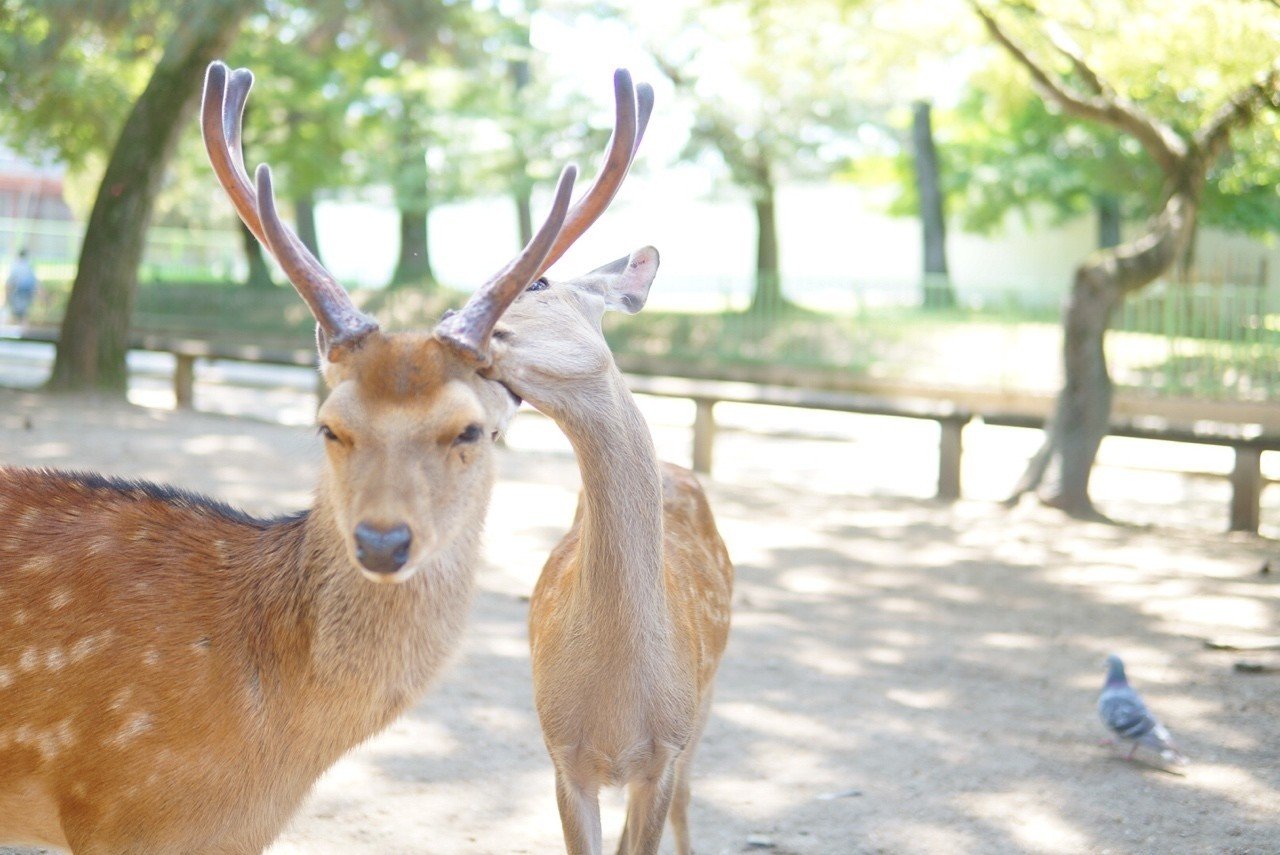 子鹿は可愛い。でも触ったらその子が困ることが起きるんです。｜まいこ