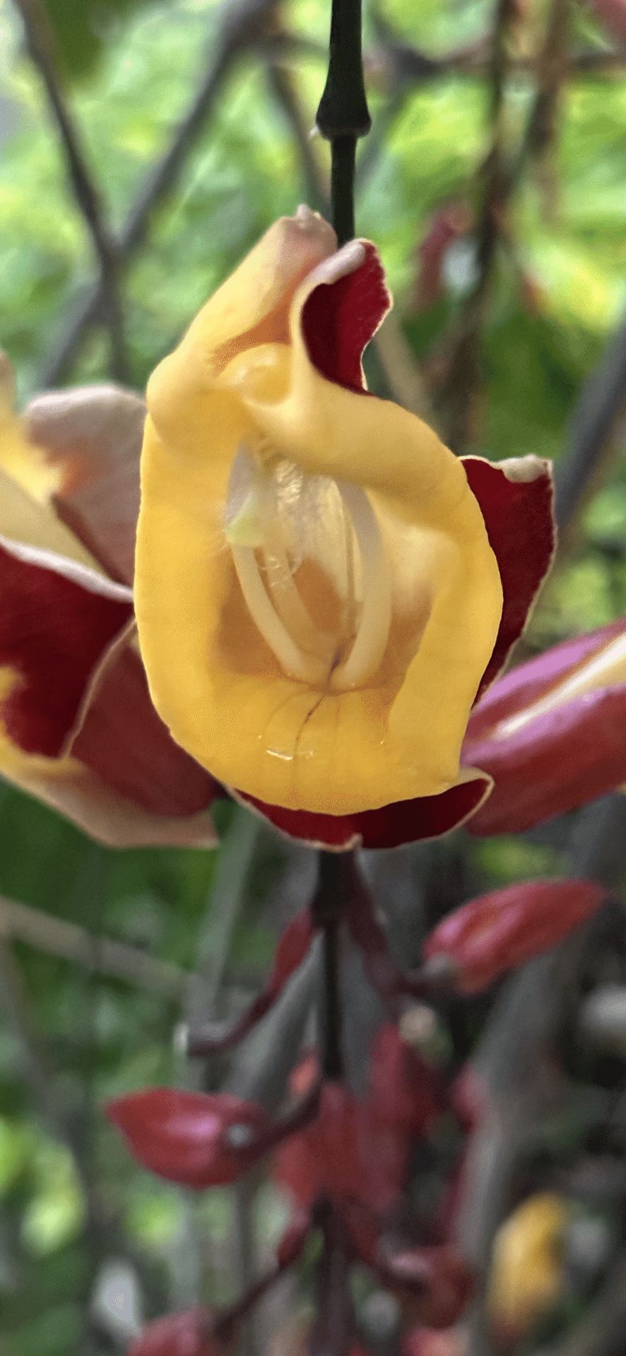 ツンベルギアマイソレンシス レア 希少