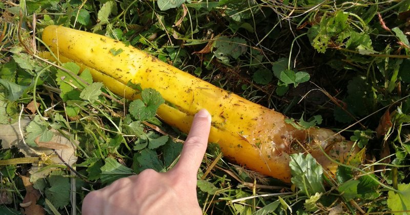 【田舎ひとり暮らし】キュウリの種を自家採種