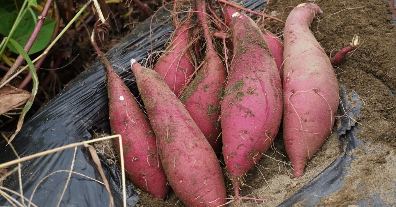 うなぎいもってどんな芋？【浜松ミクロ散歩「うなぎいも」前編】｜浜松