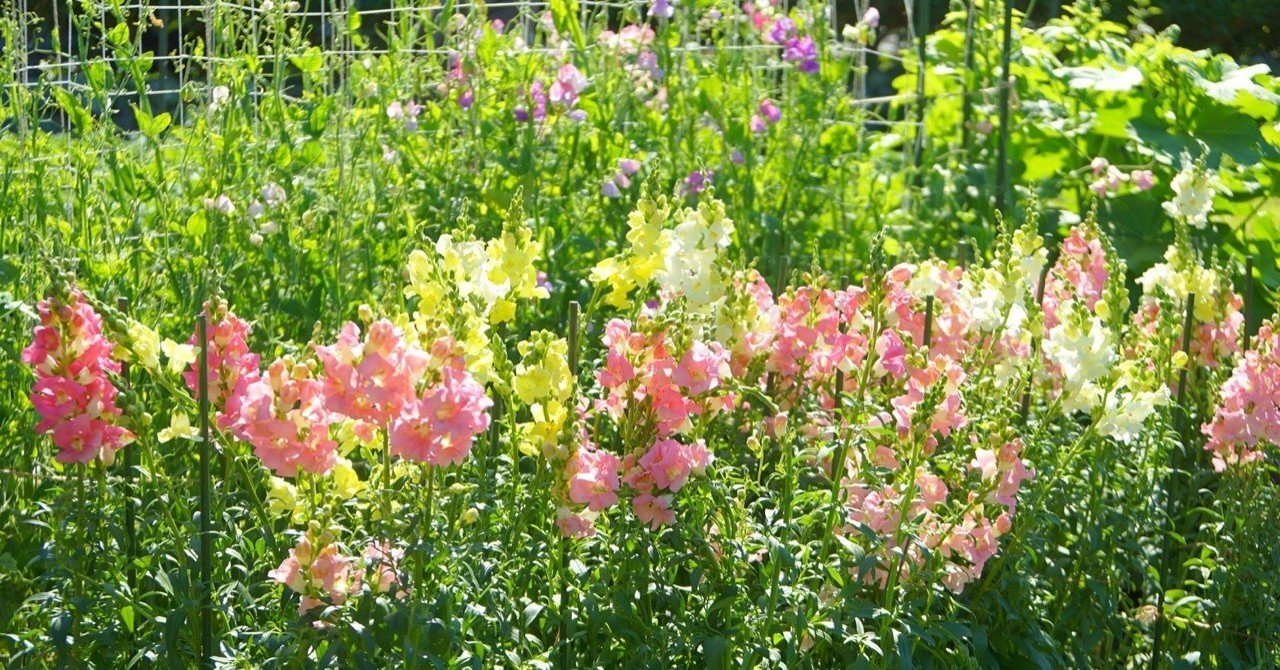 金魚草が咲いたよ ゆかこ Note