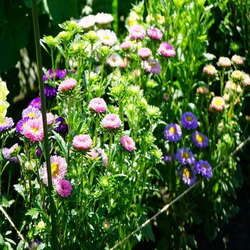 アスターが咲いたよ ゆかこ うつ畑 Note