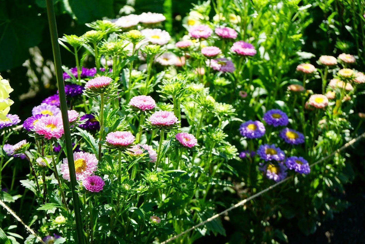 アスターが咲いたよ ゆかこ うつ畑 Note アスターが咲いたよ ゆかこ うつ畑 Note