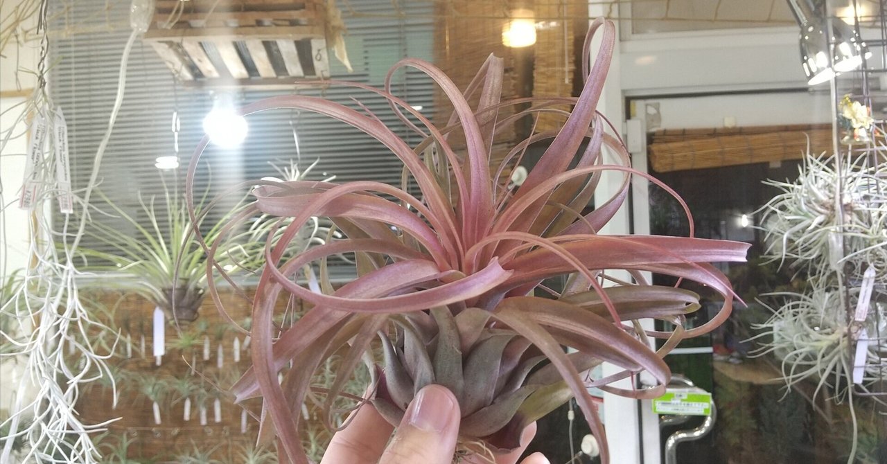 チランジア入荷リスト12/8｜NatureGarden🌿神田