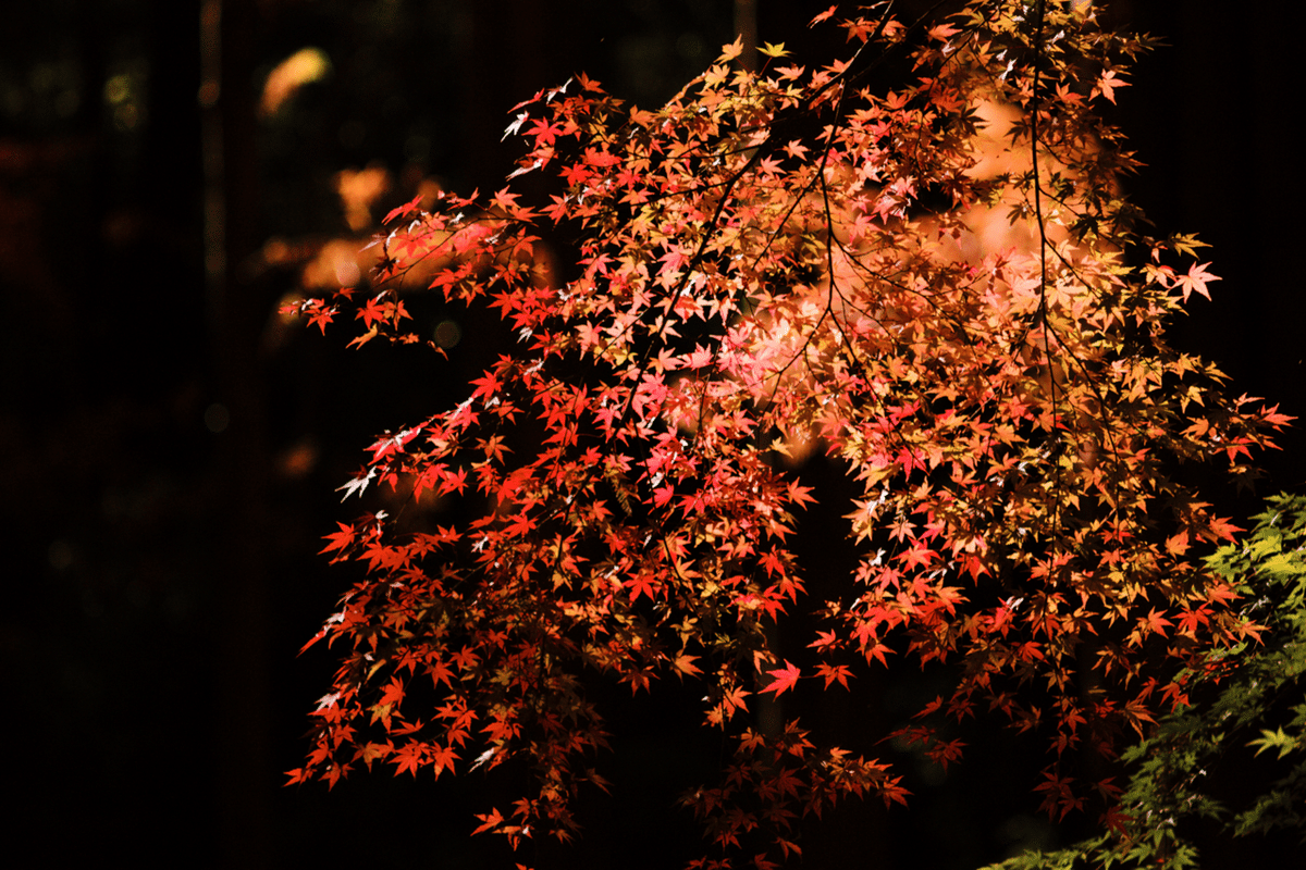 Nitto Kogaku Co. Kominar 135mm f3.5について｜Sven.