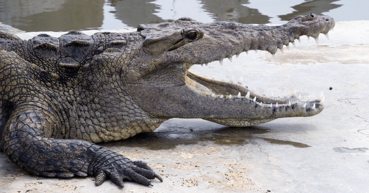 The Lost Universe 古代の巨大ワニ①ワニの始まり｜美原さつき