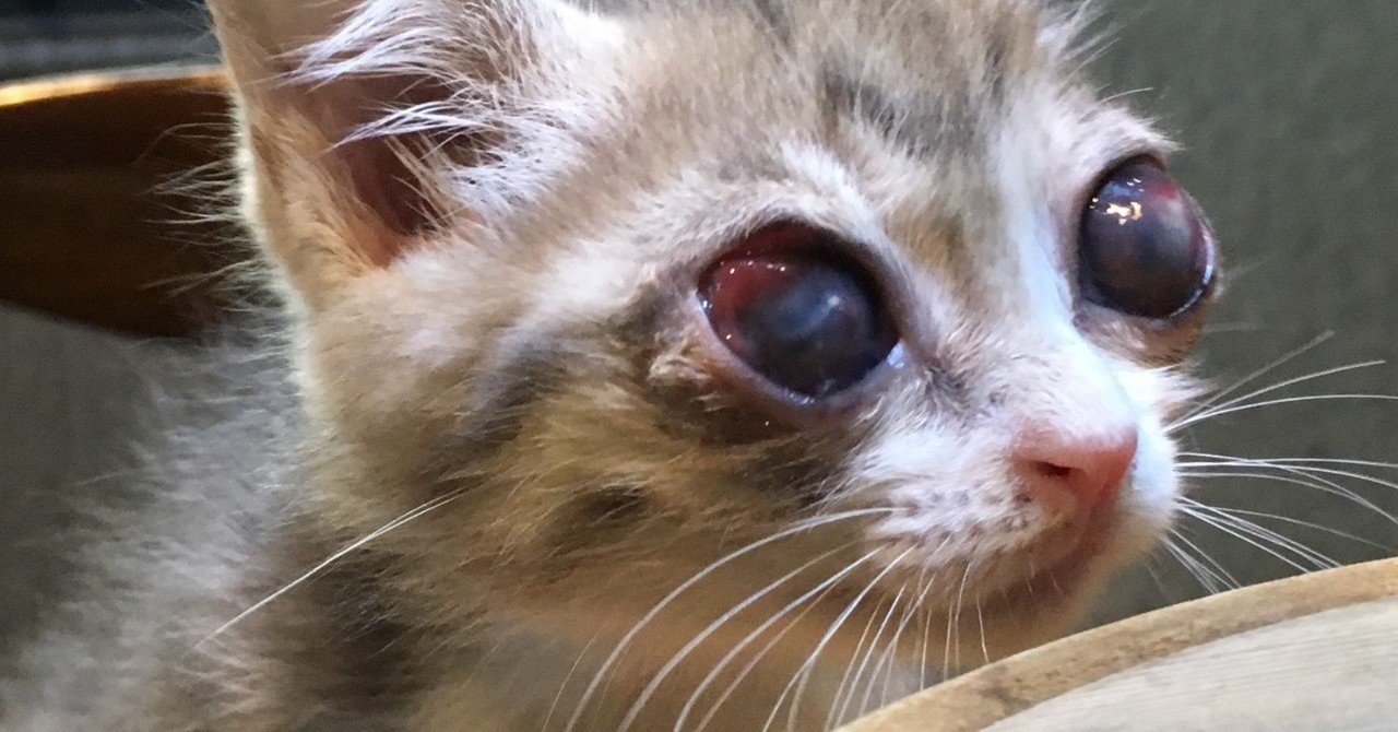 野良猫と向き合ってみて Godmother Note 野良猫と向き合ってみて Godmother Note