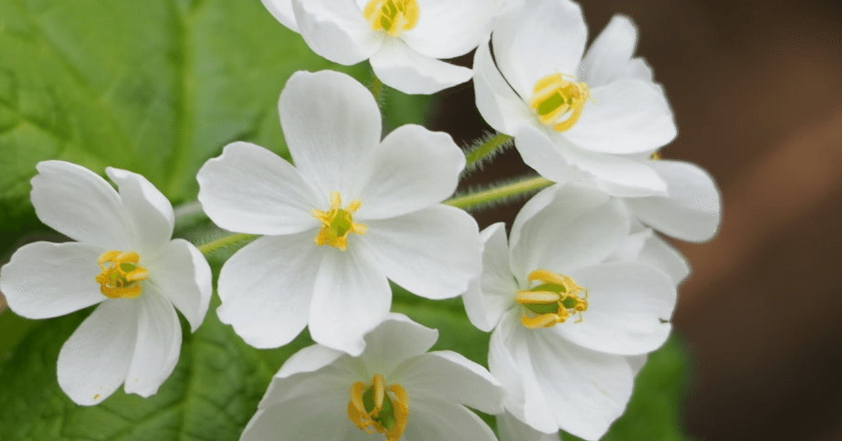 サンカヨウの花が透明にならないように』ー詩ー｜cofumi（こふみ