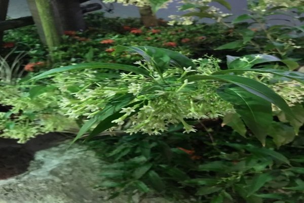 夜香木 の新着タグ記事一覧 Note つくる つながる とどける 夜香木 の新着タグ記事一覧 Note つくる つながる とどける