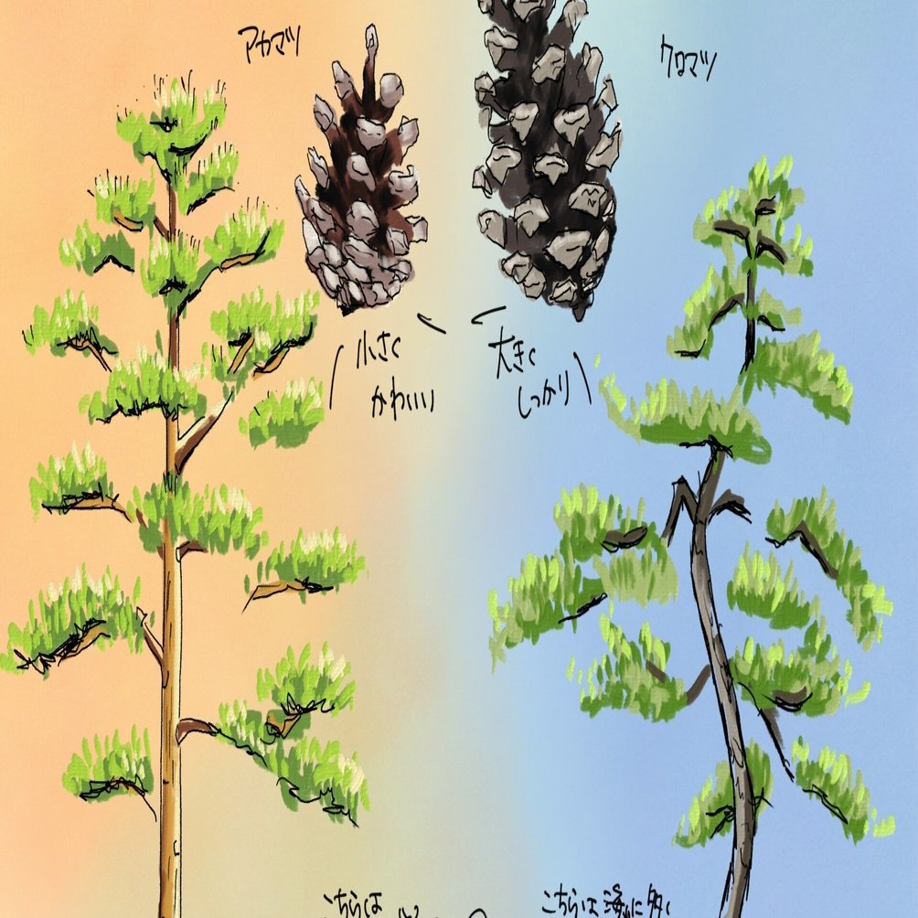 身近な松ぼっくりは2種類｜くますけ｜自然ガイド・クリエイター