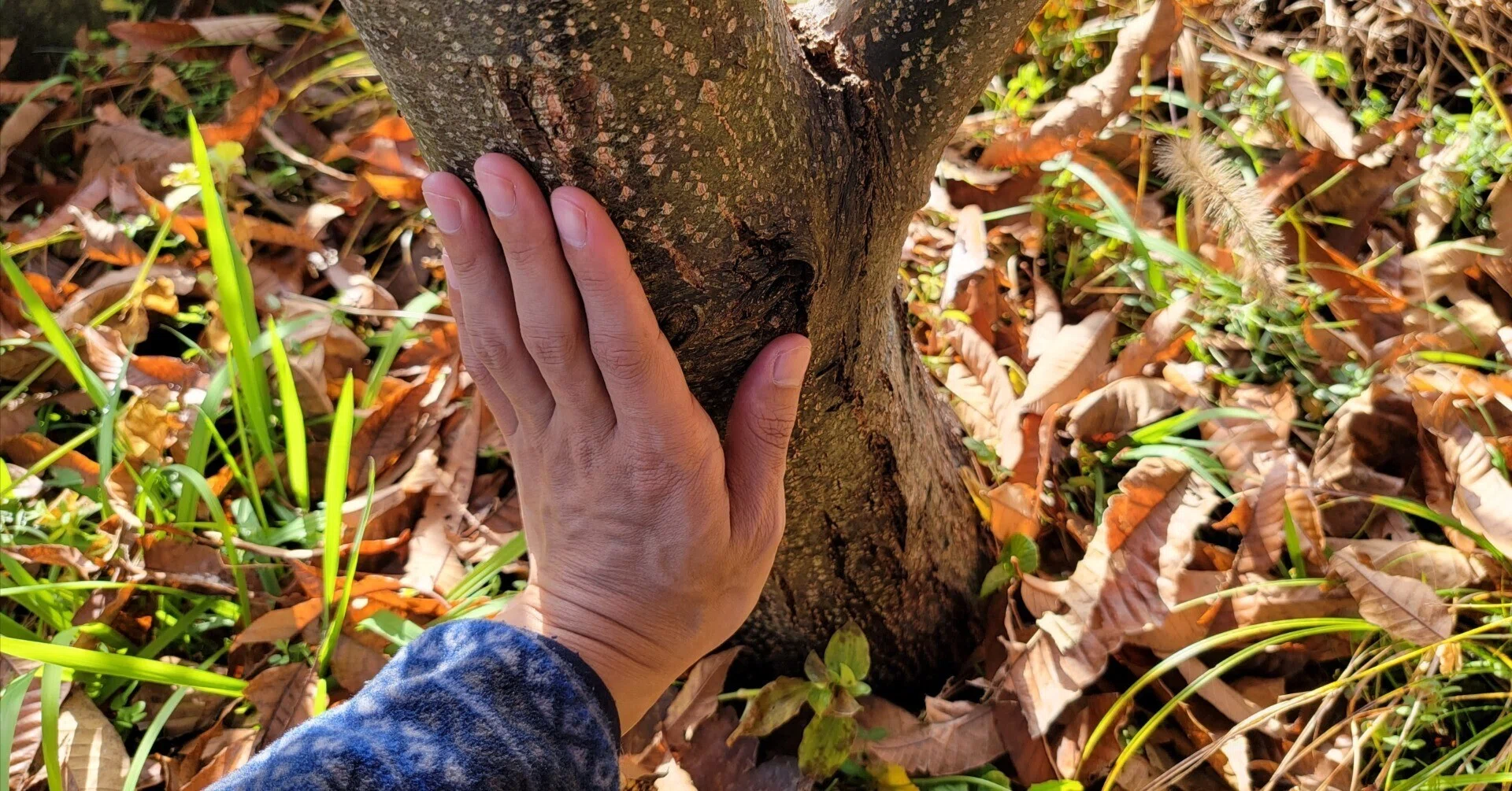 栗の木の囁き|オカリナの虜 えんじろう 栗の木の囁き|オカリナの虜 えんじろう