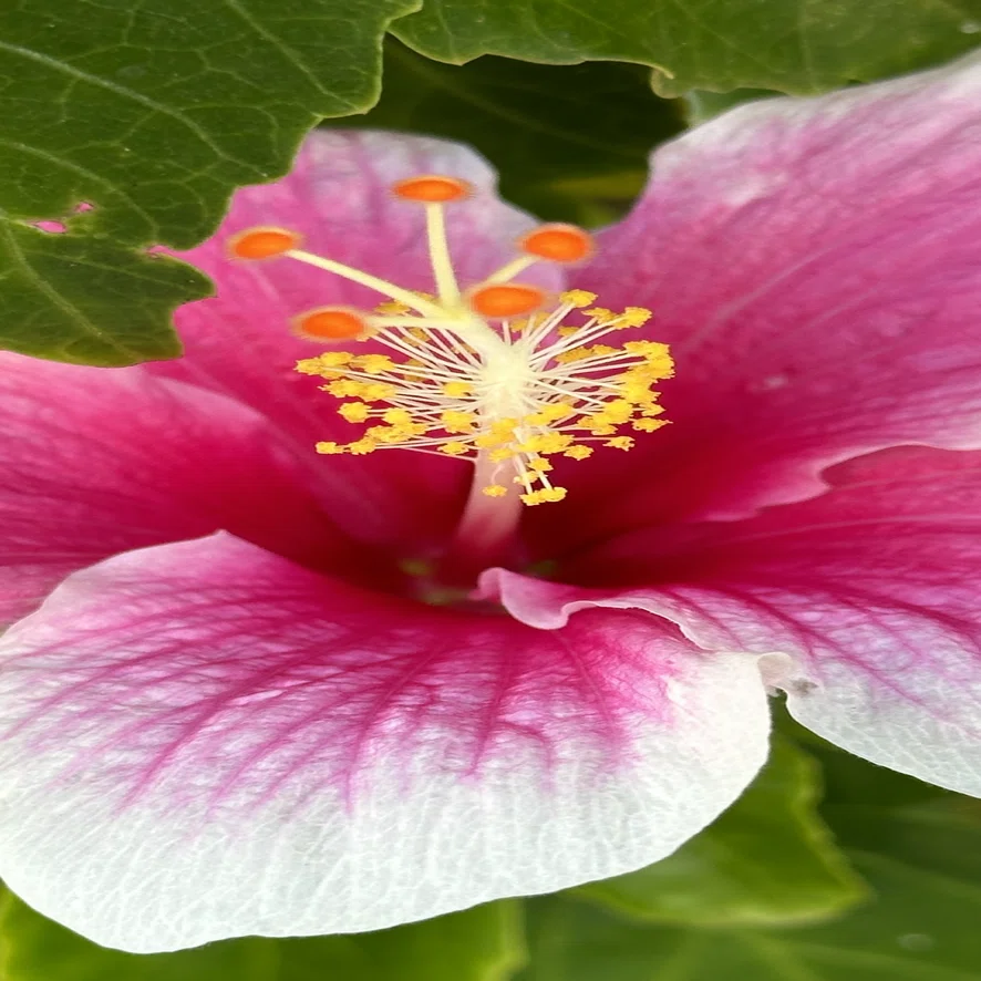 HIBISCUS - PINK ICE｜EGGSEED