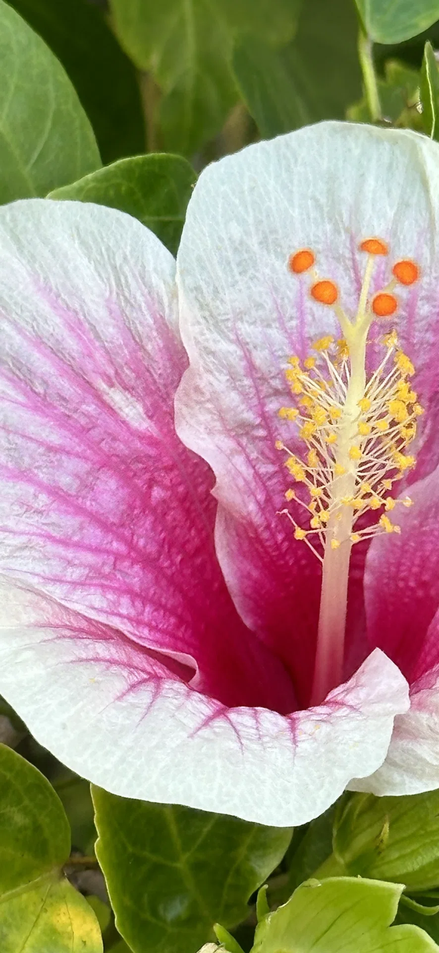 HIBISCUS - PINK ICE｜EGGSEED