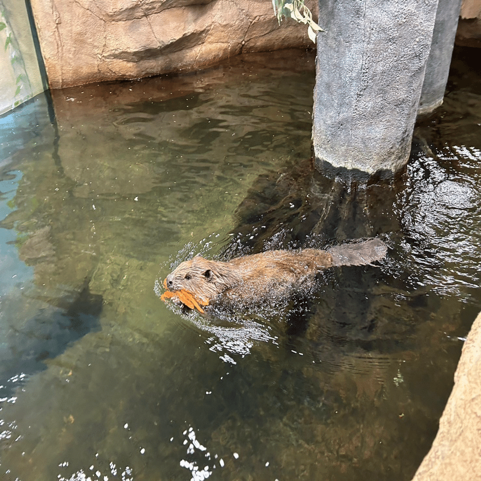 動物たちの便利な｢しっぽ｣｜那須どうぶつ王国公式note