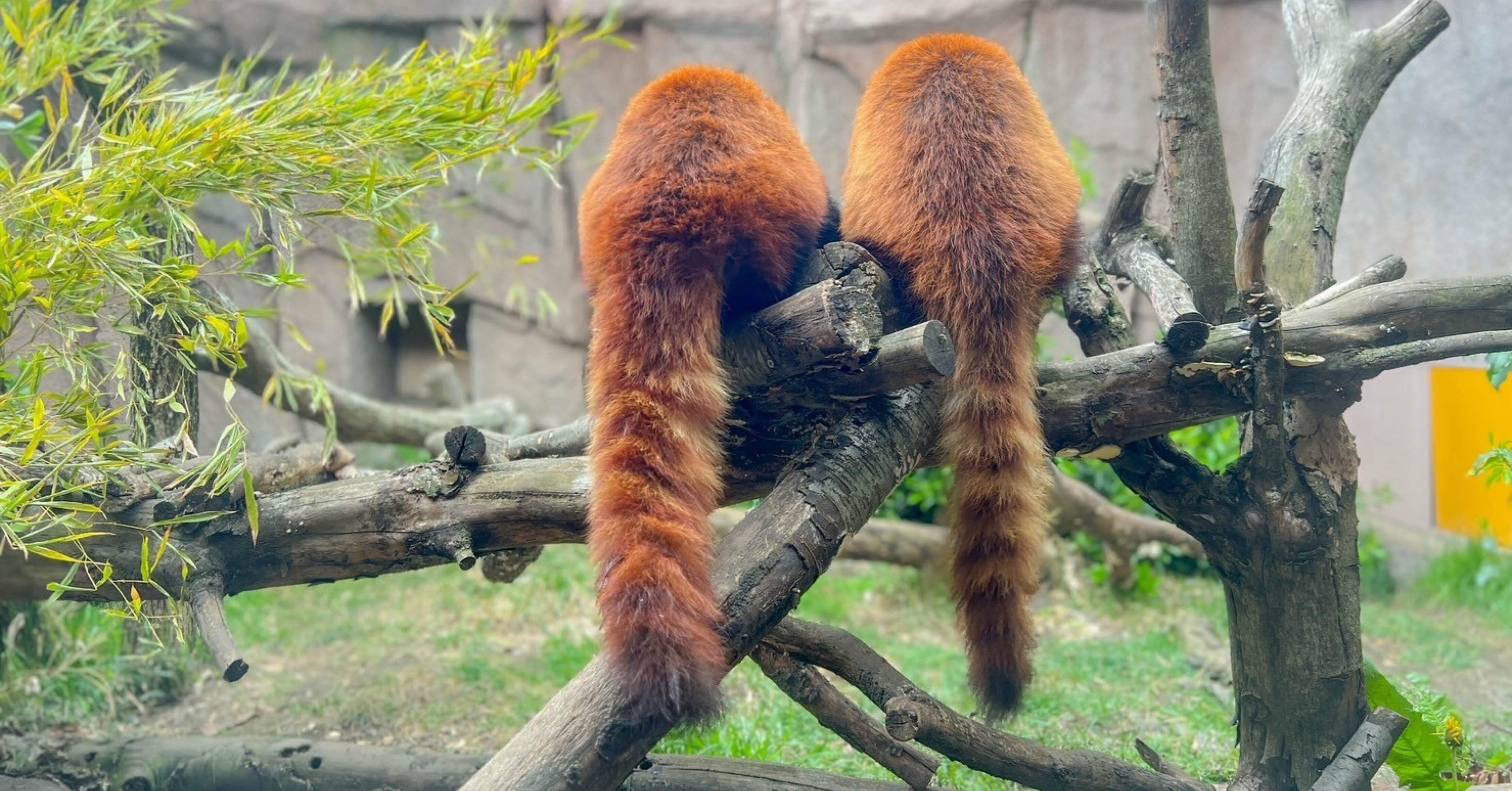 動物たちの便利な｢しっぽ｣｜那須どうぶつ王国公式note