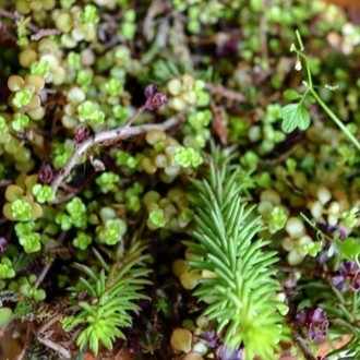 ルパン三世 Part5 不二子とアミ Review Note