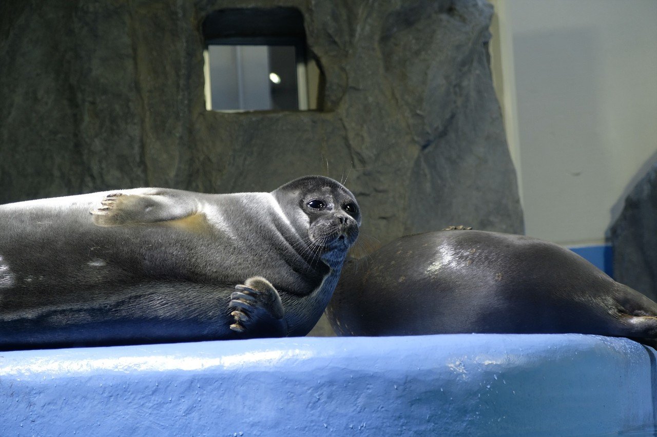 鳥羽 水族館 アザラシ