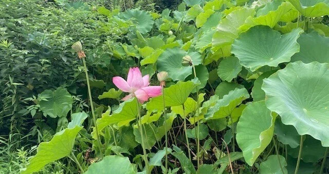 SatoSato｜note