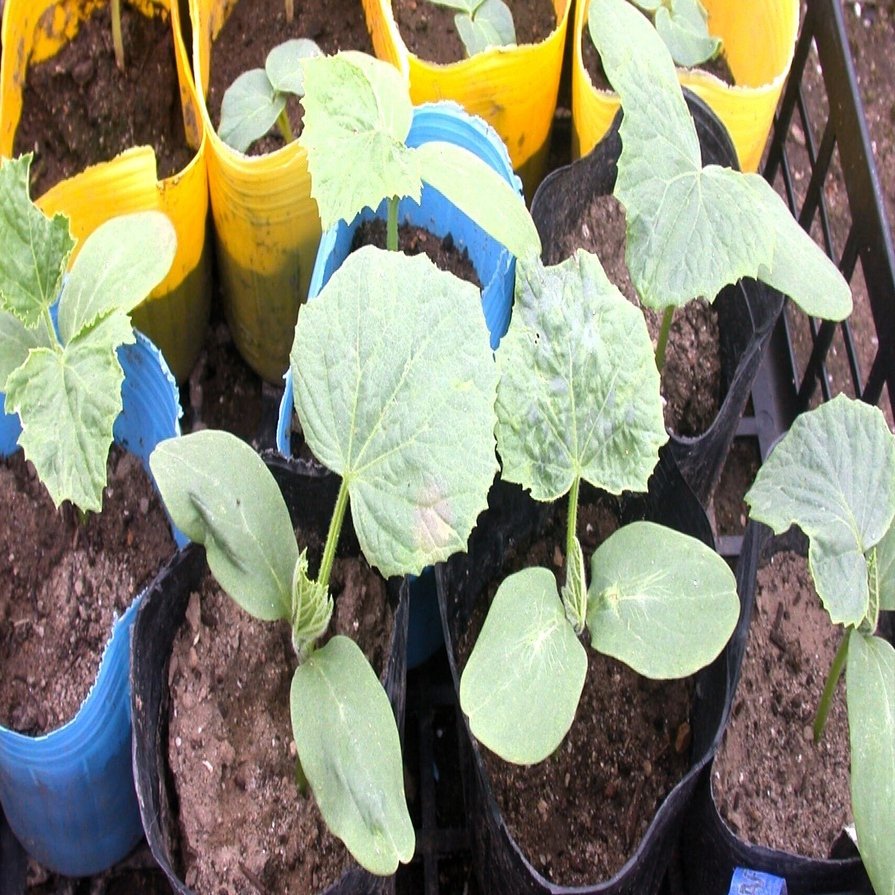 むかしながらのやりかたでさつまいもの芽出しとやさいの苗づくり：温床