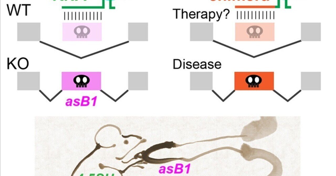 Aページ　c1h 加齢に伴う白髪の遺伝学的研究｜哉百名