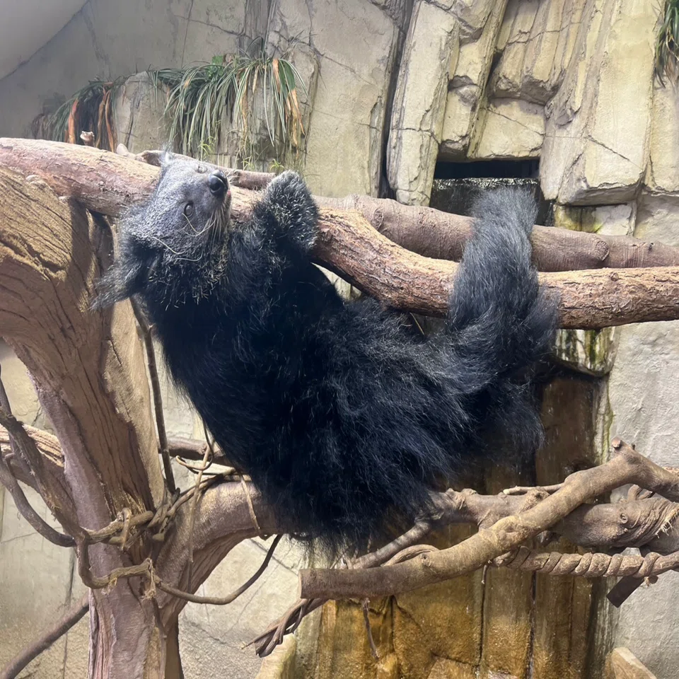 動物たちの便利な｢しっぽ｣｜那須どうぶつ王国公式note